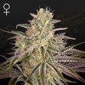 Cloud Walker (Greenhouse Seeds) feminizada