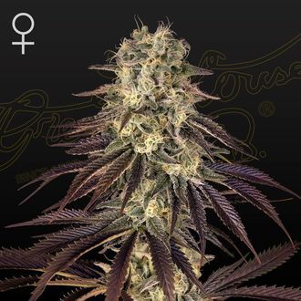 Kong's Krush (Greenhouse Seeds) feminizada