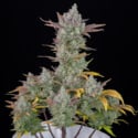 Gorilla Cookies Auto (FastBuds) feminizada
