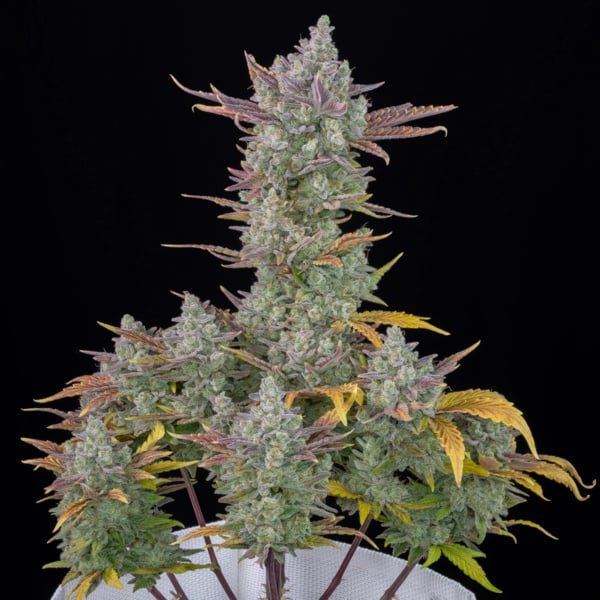 Gorilla Cookies Auto (FastBuds) feminizada