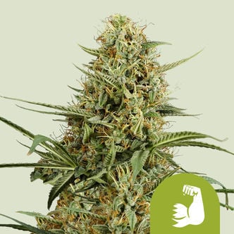 HulkBerry Automatic (Royal Queen Seeds) feminizada