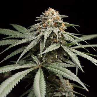 Sunrise Sherbert (Humboldt Seeds) feminizada