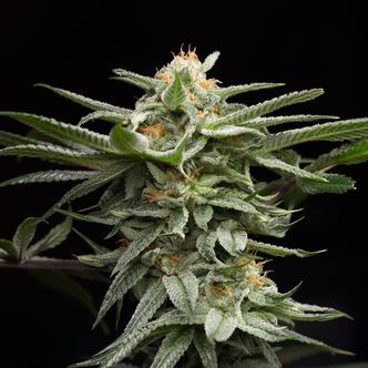 Lingerie (Humboldt Seeds) feminizada