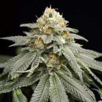 Purple Matcha (Humboldt Seeds) feminizada