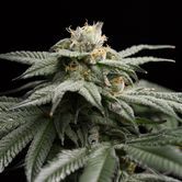L.A. Gelato (Humboldt Seeds) feminizada