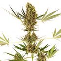 Alpine Delight CBD Automatic (Sensi Seeds) feminizada