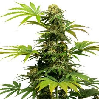 Black Harlequin (Sensi Seeds) feminized