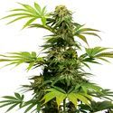 Black Harlequin (Sensi Seeds) feminizada