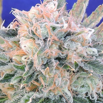 Auto Blueberry Ghost OG (Original Sensible Seeds) feminized