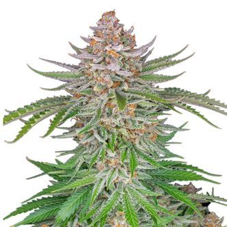 Strawberry Pie Auto (FastBuds) feminized