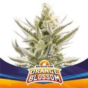 Orange Blossom XXL Auto (BSF Seeds) feminizada