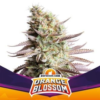 Orange Blossom (BSF Seeds) feminizada