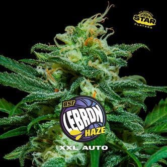 Lebron Haze XXL Auto (BSF Seeds) feminizada