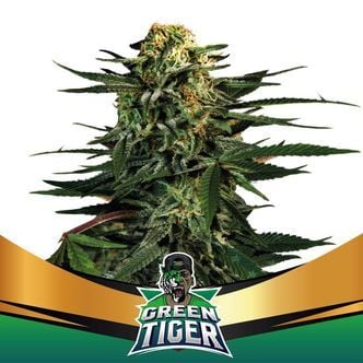 Green Tiger (BSF Seeds) feminized
