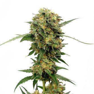 Chocolato (Amsterdam Genetics) feminizada