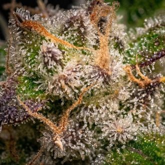 Runtz Auto (Zamnesia Seeds) feminizada