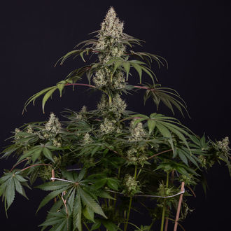 Runtz Auto (Zamnesia Seeds) feminizada