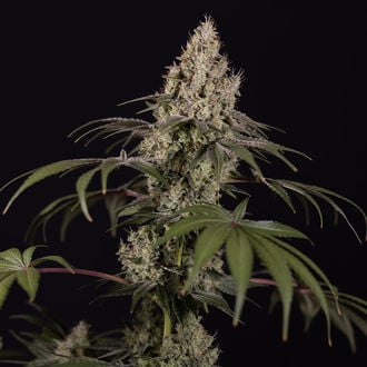 Runtz Auto (Zamnesia Seeds) feminizada