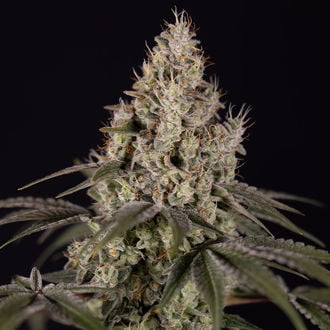 Runtz Auto (Zamnesia Seeds) feminizada