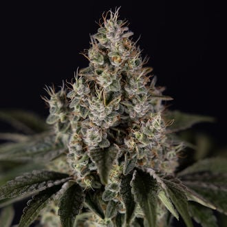 Runtz Auto (Zamnesia Seeds) feminizada