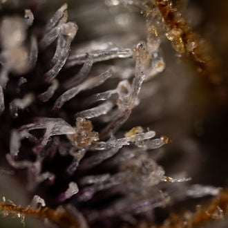 Runtz Auto (Zamnesia Seeds) feminizada