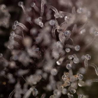 Runtz Auto (Zamnesia Seeds) feminizada