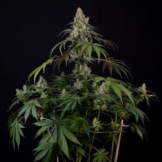 Runtz Auto (Zamnesia Seeds) feminizada