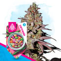 Runtz Auto (Zamnesia Seeds) feminizada