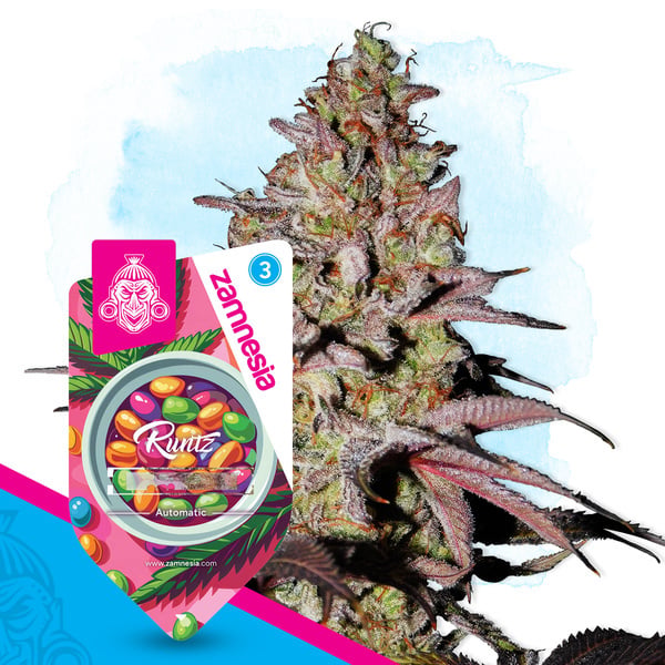 Runtz Auto (Zamnesia Seeds) feminizada