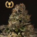 Strawberry Sour Diesel (Devil Harvest Original) feminizada