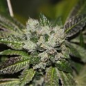 Strawberry Sour Diesel (Devil Harvest Original) feminizada