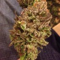 Strawberry Sour Diesel (Devil Harvest Original) feminizada