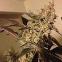 Strawberry Sour Diesel (Devil Harvest Original) feminizada