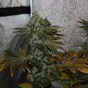 Strawberry Sour Diesel (Devil Harvest Original) feminizada