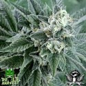 Strawberry Sour Diesel (Devil Harvest Original) feminizada
