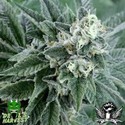 Strawberry Sour Diesel (Devil Harvest Original) feminizada