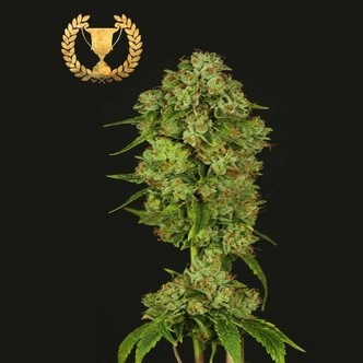 Casey Jones (Devil's Harvest Seeds) feminizada