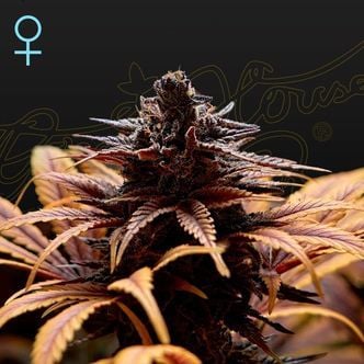 Deep Candy (Greenhouse Seeds) feminizada