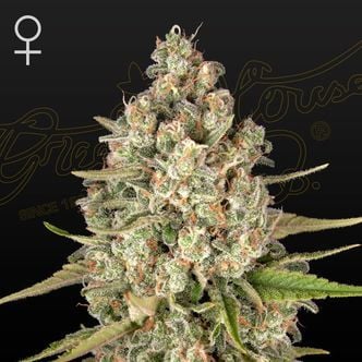 Lost Pearl (Greenhouse Seeds) feminized