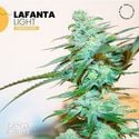 Lafanta Light (Light Buds) feminizada
