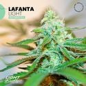 Lafanta Light Auto (Light Buds) feminizada