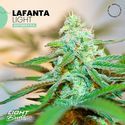 Lafanta Light Auto (Light Buds) feminizada