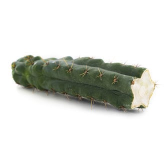 Echinopsis ''zamnesiana''