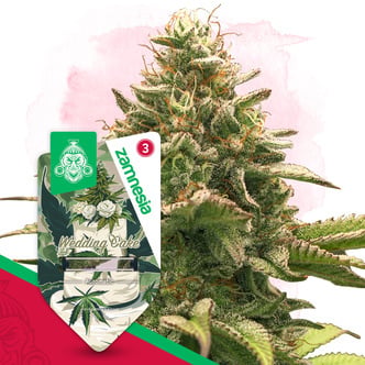 Wedding Cake Auto (Zamnesia Seeds) feminizada