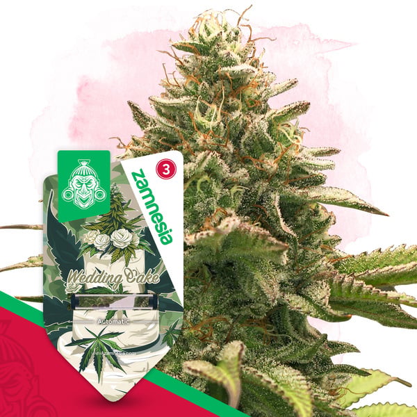 Wedding Cake Auto (Zamnesia Seeds) feminizada