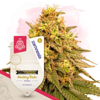 Wedding Cake (Zamnesia Seeds) feminizada