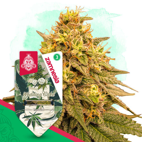 Wedding Cake (Zamnesia Seeds) feminizada