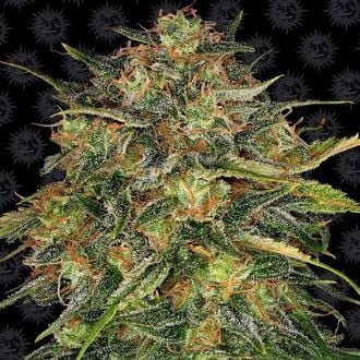 Cheese (Barney's Farm) feminizada