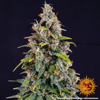 Watermelon Zkittlez Auto (Barney's Farm) feminizada