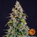 Watermelon Zkittlez Auto (Barney's Farm) feminizada